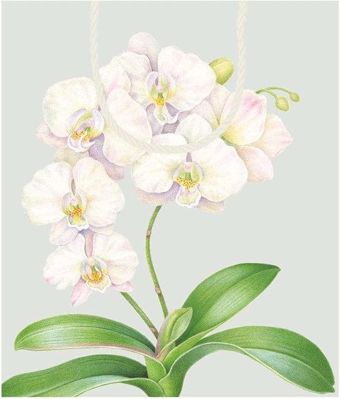 Sac 10 x 4 White orchid