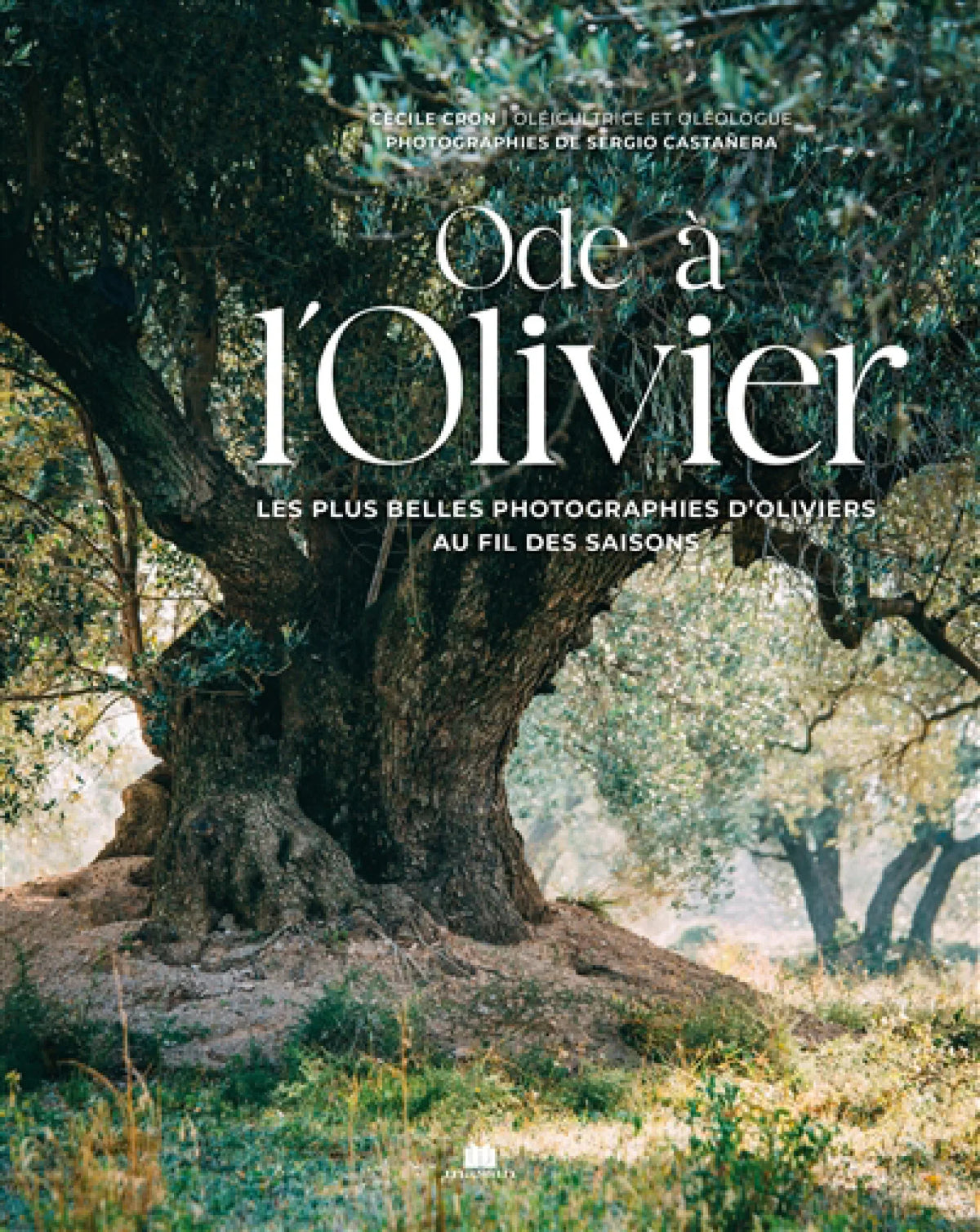 Ode à l'olivier : les plus photographies d’oliviers au fil des saisons