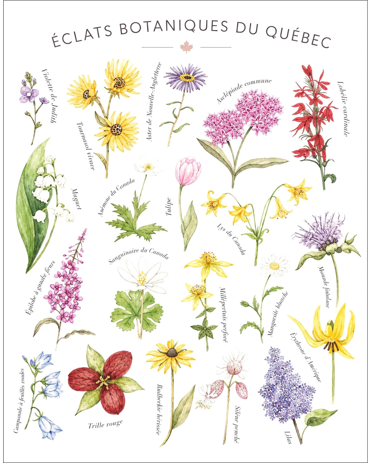 Affiche LG ''Éclats botaniques du Québec'' - 11x14 pouces