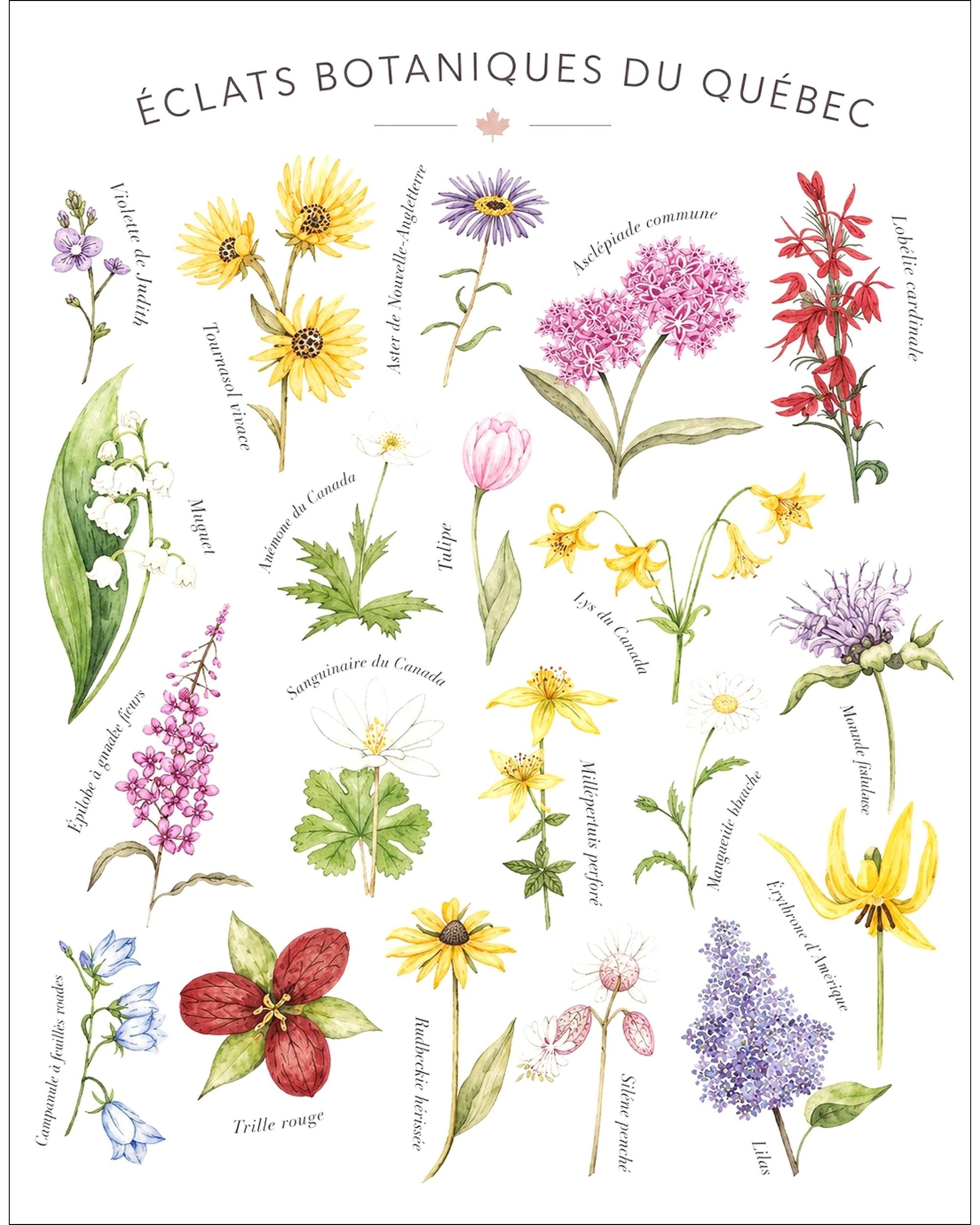 Affiche LG ''Éclats botaniques du Québec'' - 11x14 pouces