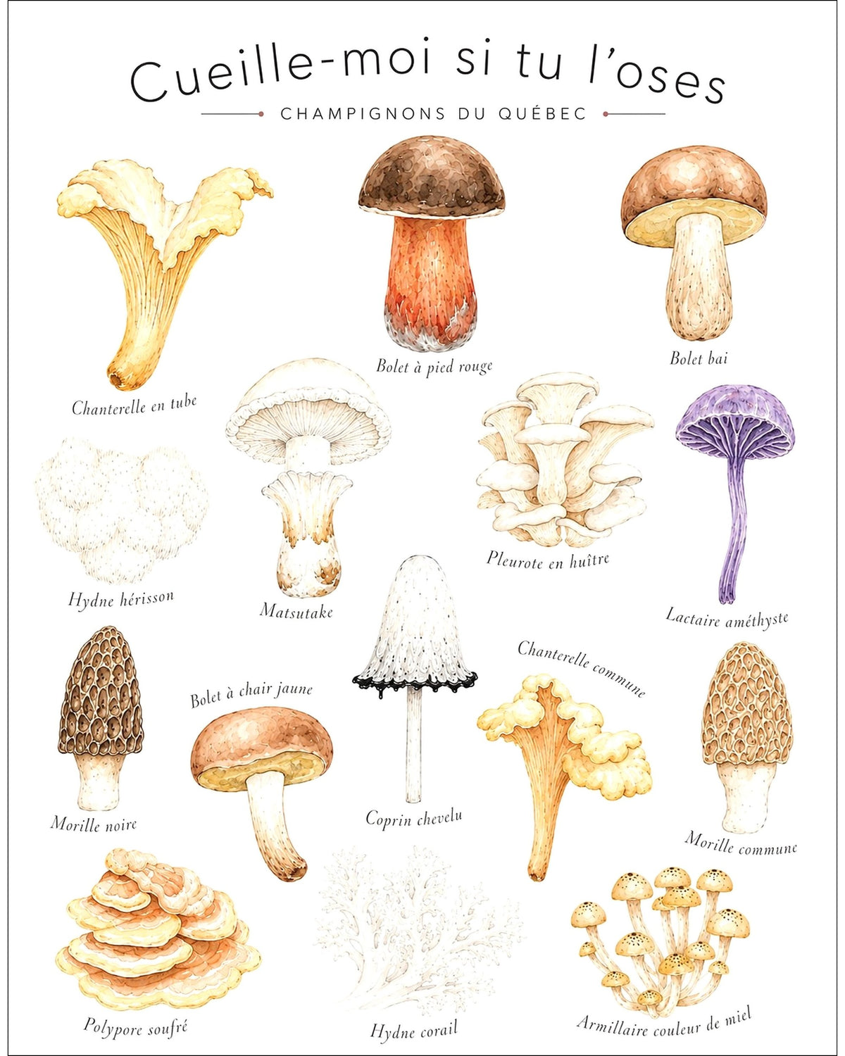 Affiche LG ''Cueille-moi si tu l'oses : champignons du Québec'' - 11x14 pouces