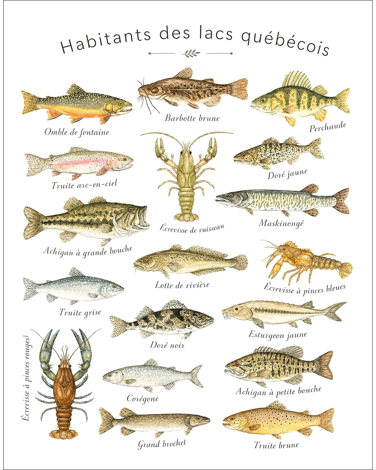 Affiche LG ''Habitants des lacs québécois'' - 11x14 pouces