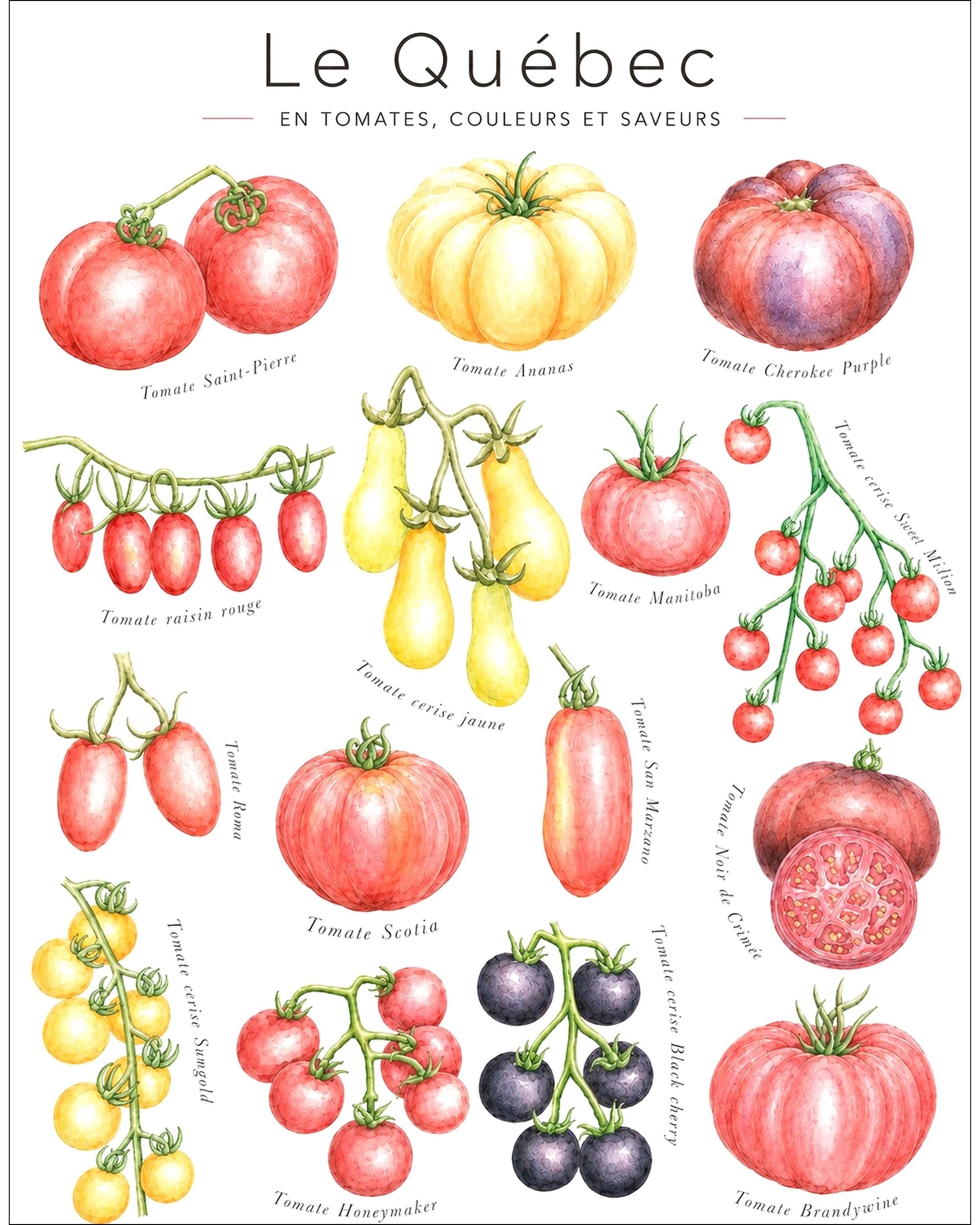 Affiche LG ''Le Québec en tomates, couleurs et saveurs'' - 11x14 pouces