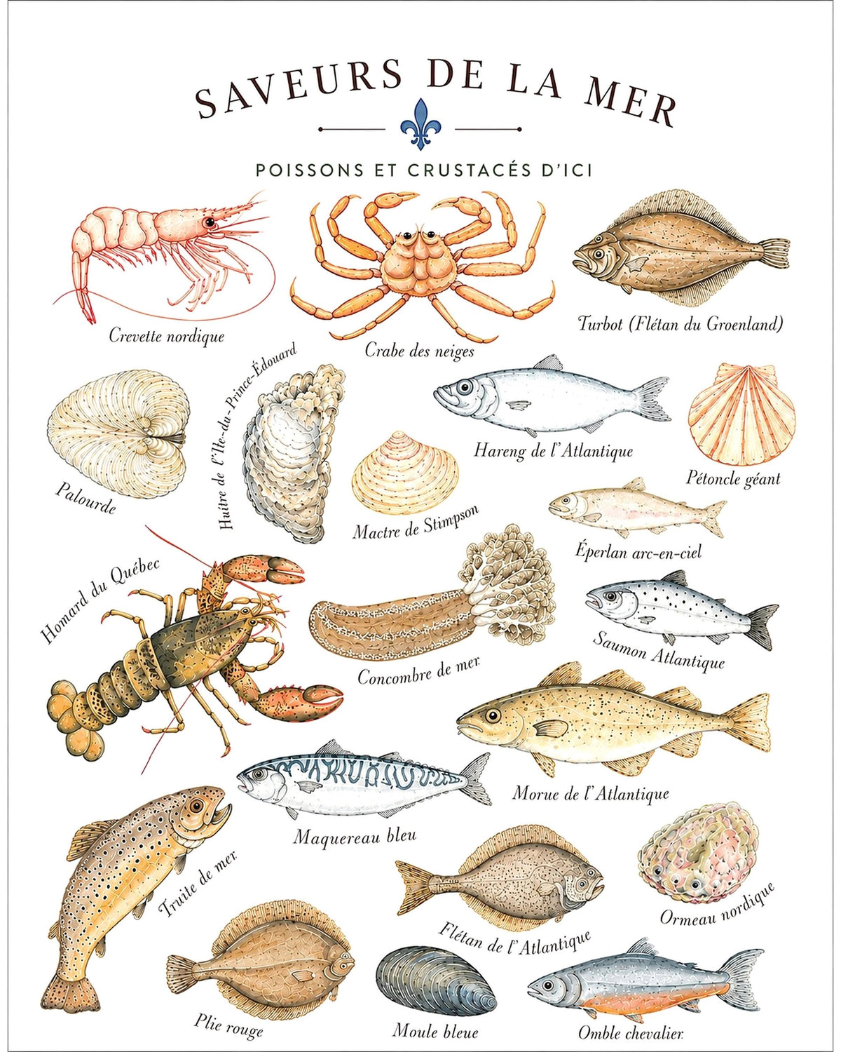 Affiche LG ''Saveurs de la mer - Poissons et Crustacés d'ici'' - 11x14 pouces