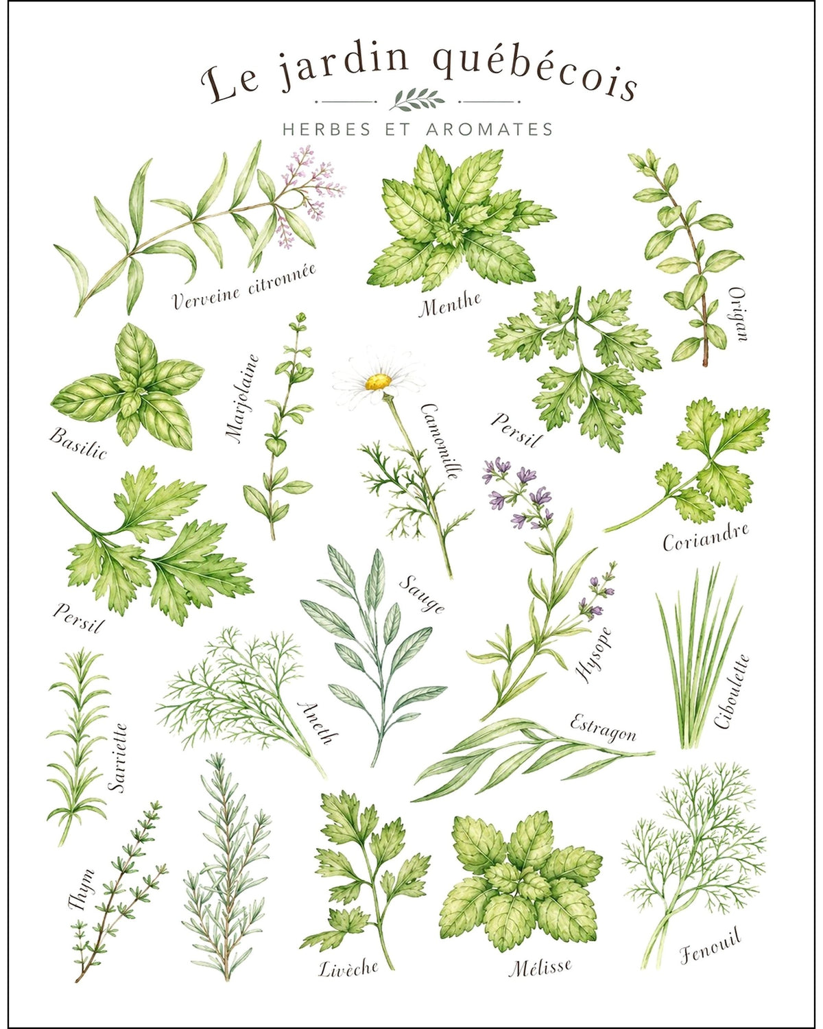 Affiche LG ''Le jardin québécois - Herbes et aromates'' - 11x14 pouces