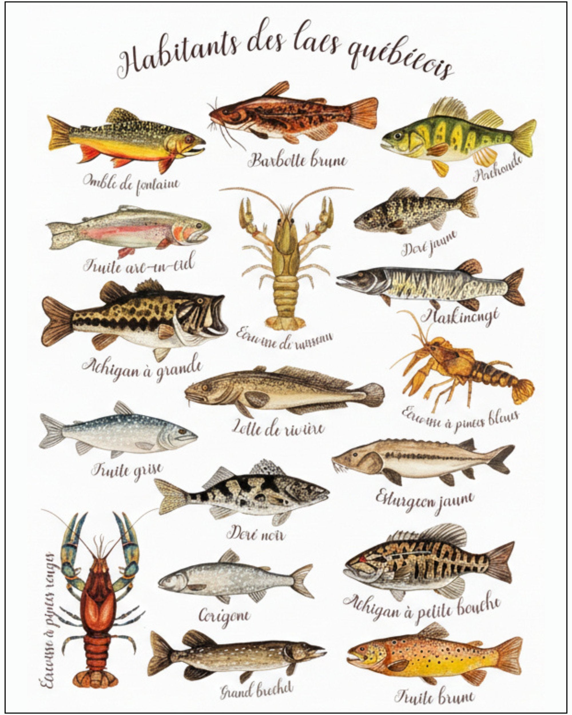 Affiche ''Habitants des lacs québécois'' LG