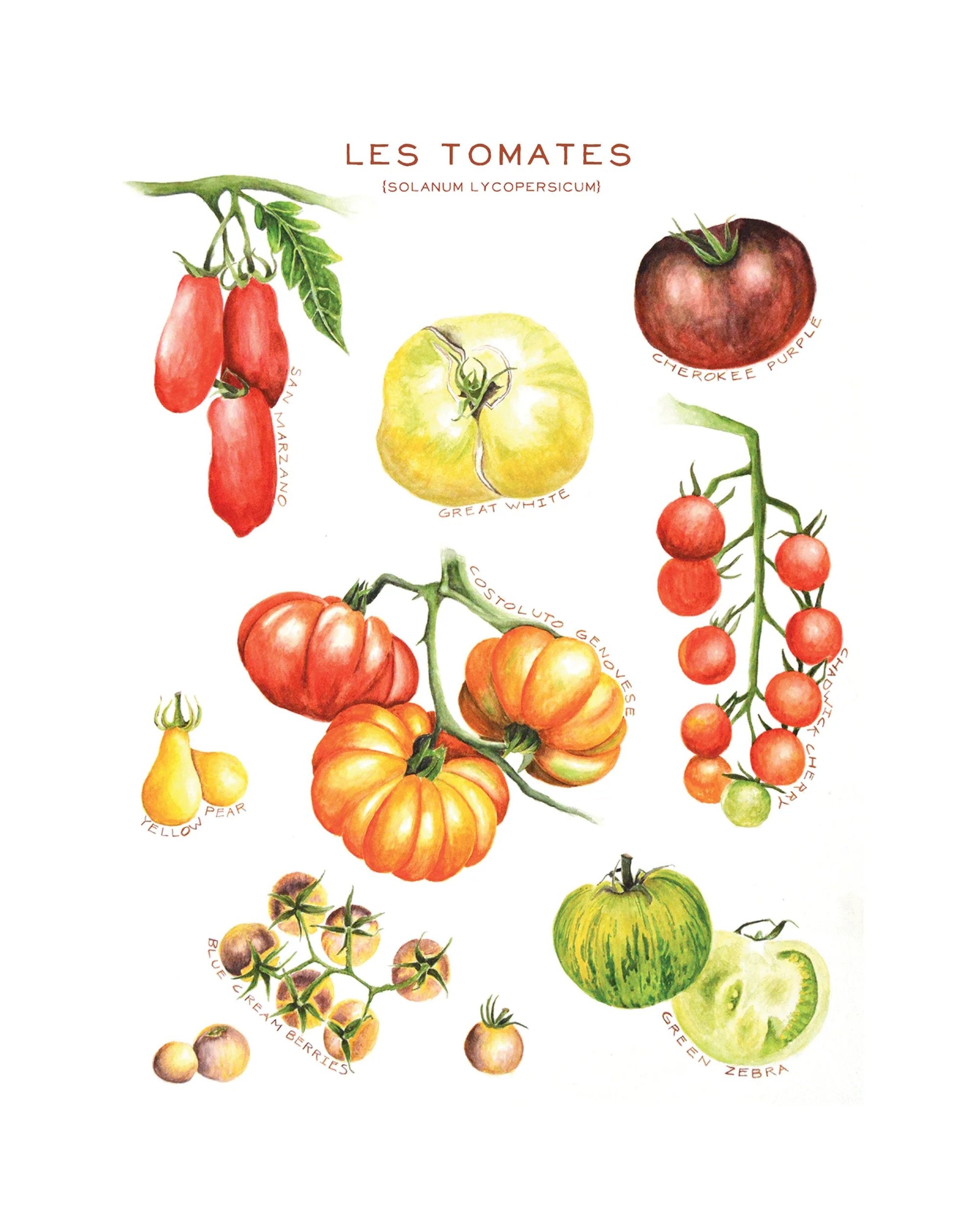 Linge à vaisselle - Maison Lorrain - Les tomates