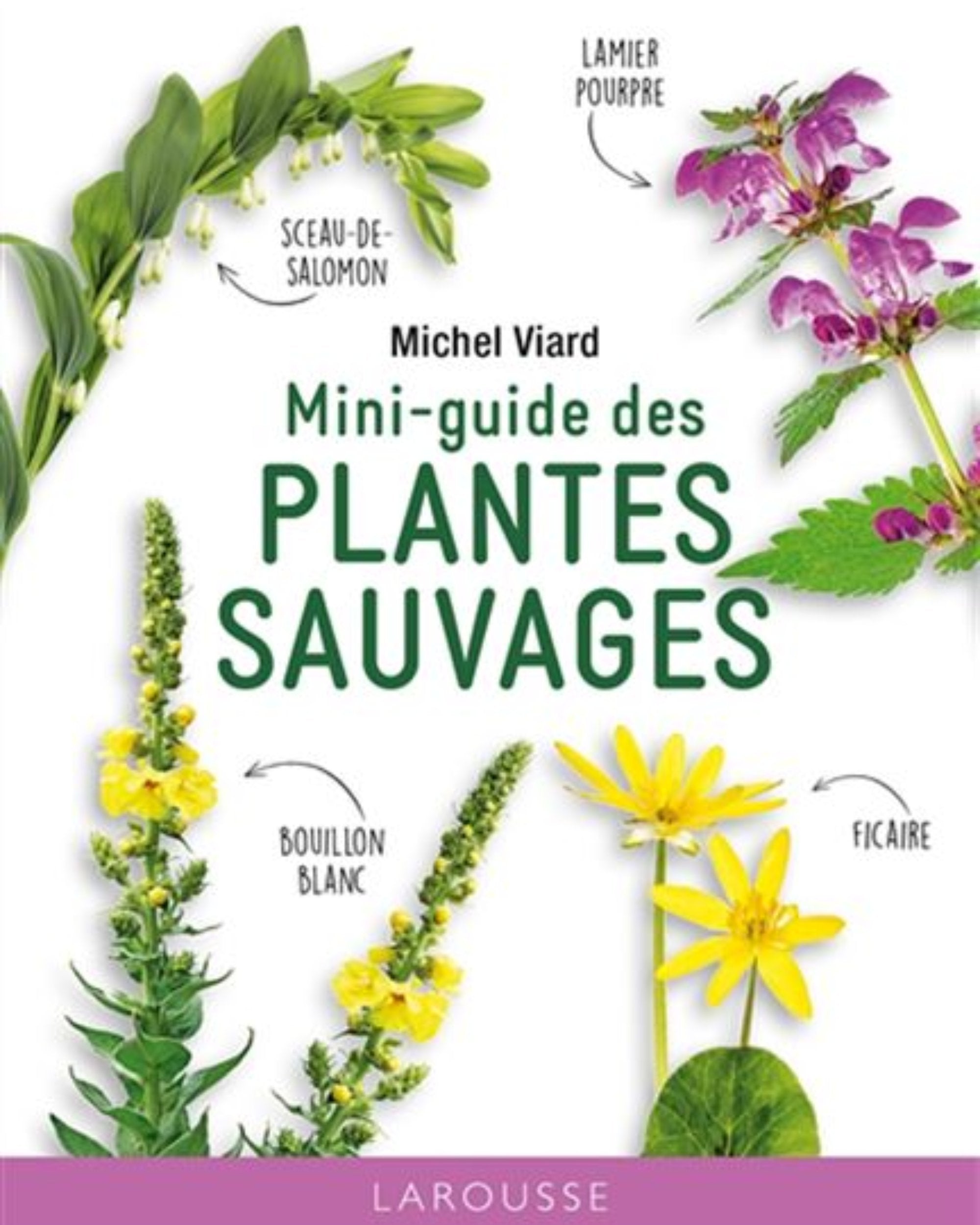 Mini-guide des plantes sauvages