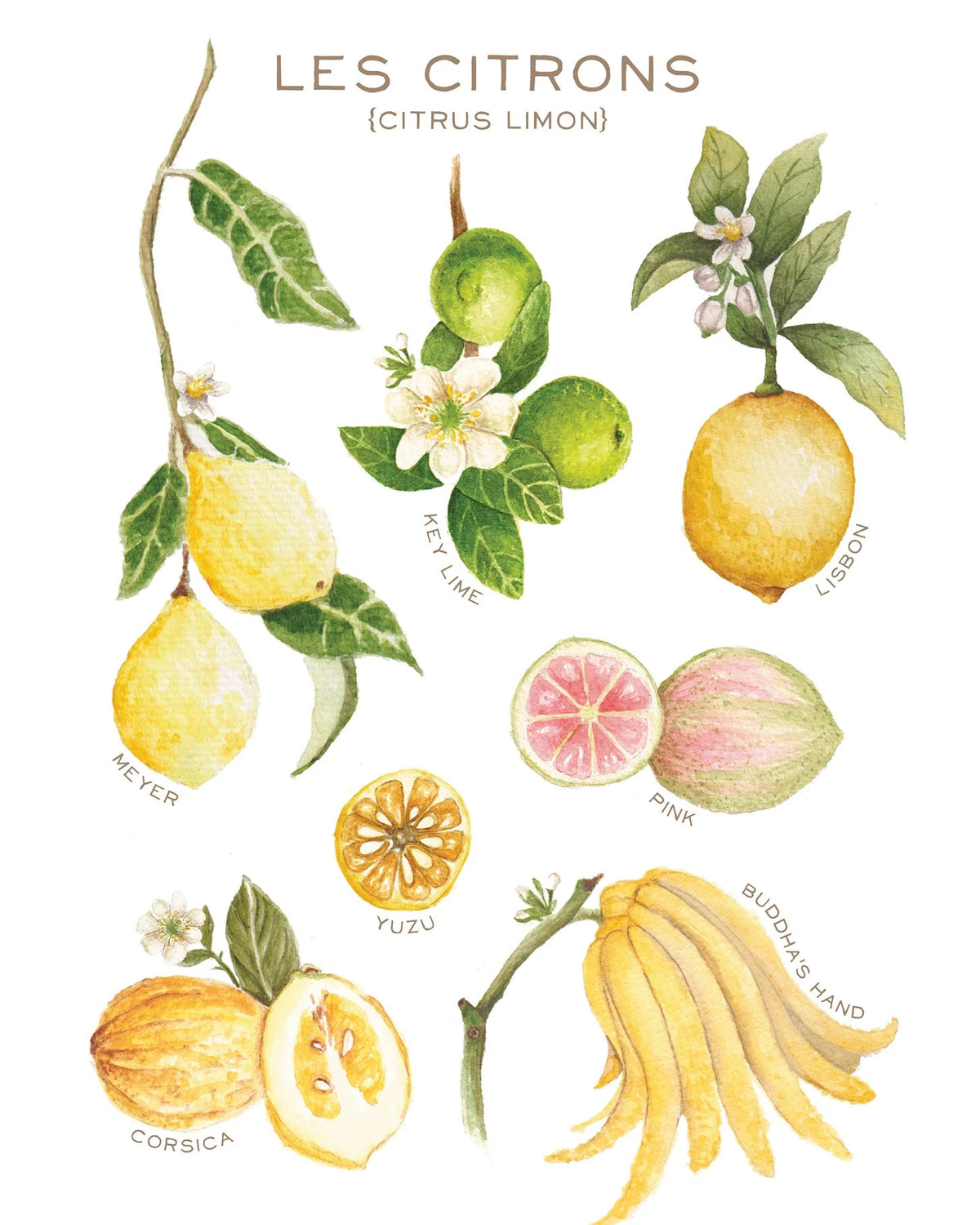 Linge à vaisselle - Maison Lorrain - Les citrons