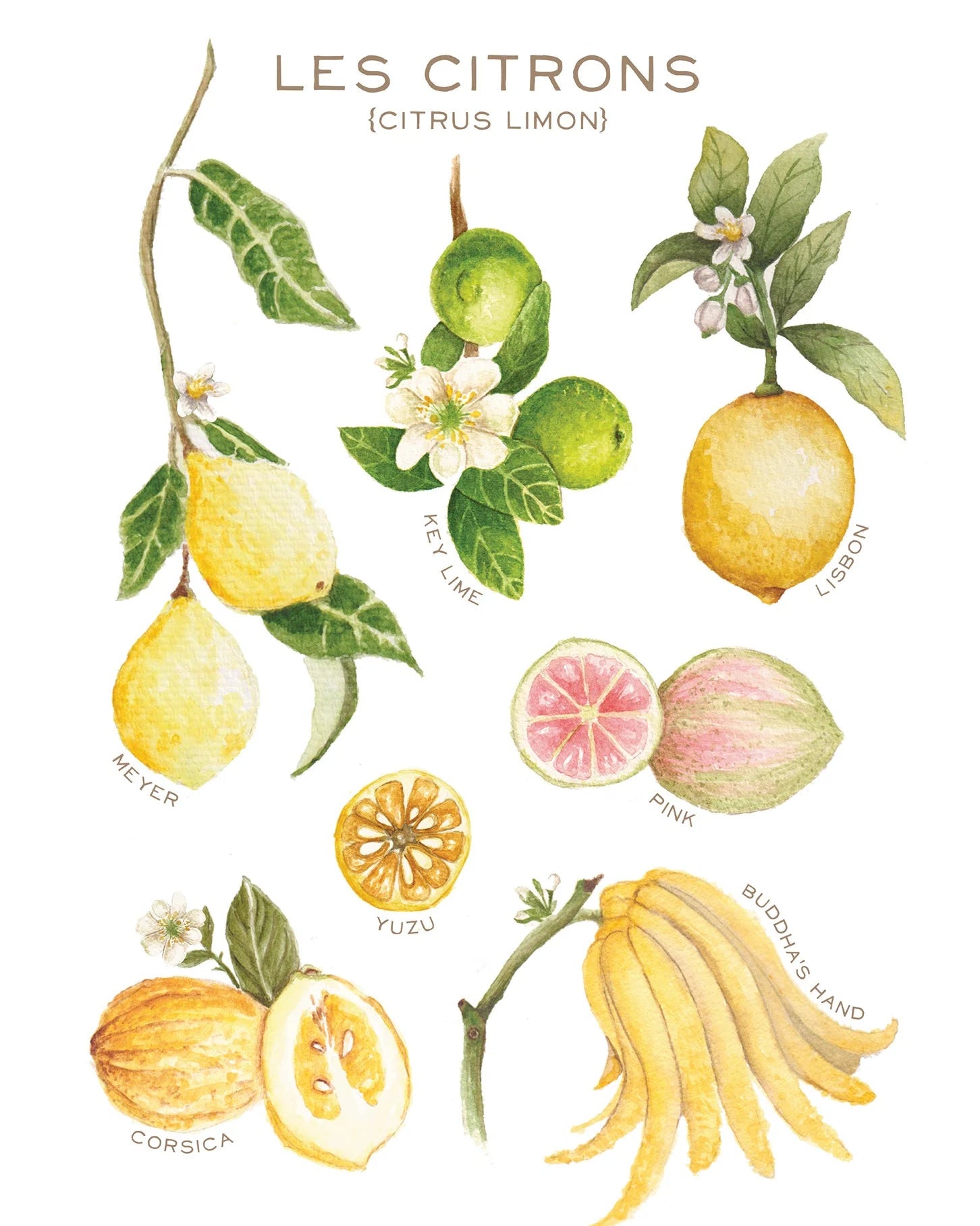 Linge à vaisselle - Maison Lorrain - Les citrons